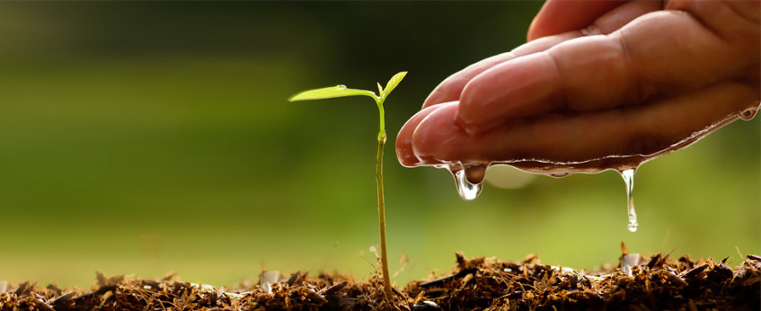 Tree Planting with Blantyre Water Board
