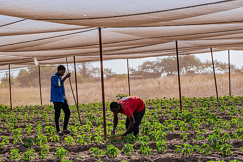 MUBAS Graduate Entrepreneurs find Gold in Green
