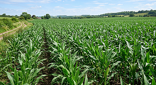 Promoting Sustainable Food Production Through Campus Farming