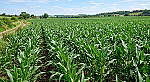 Promoting Sustainable Food Production Through Campus Farming